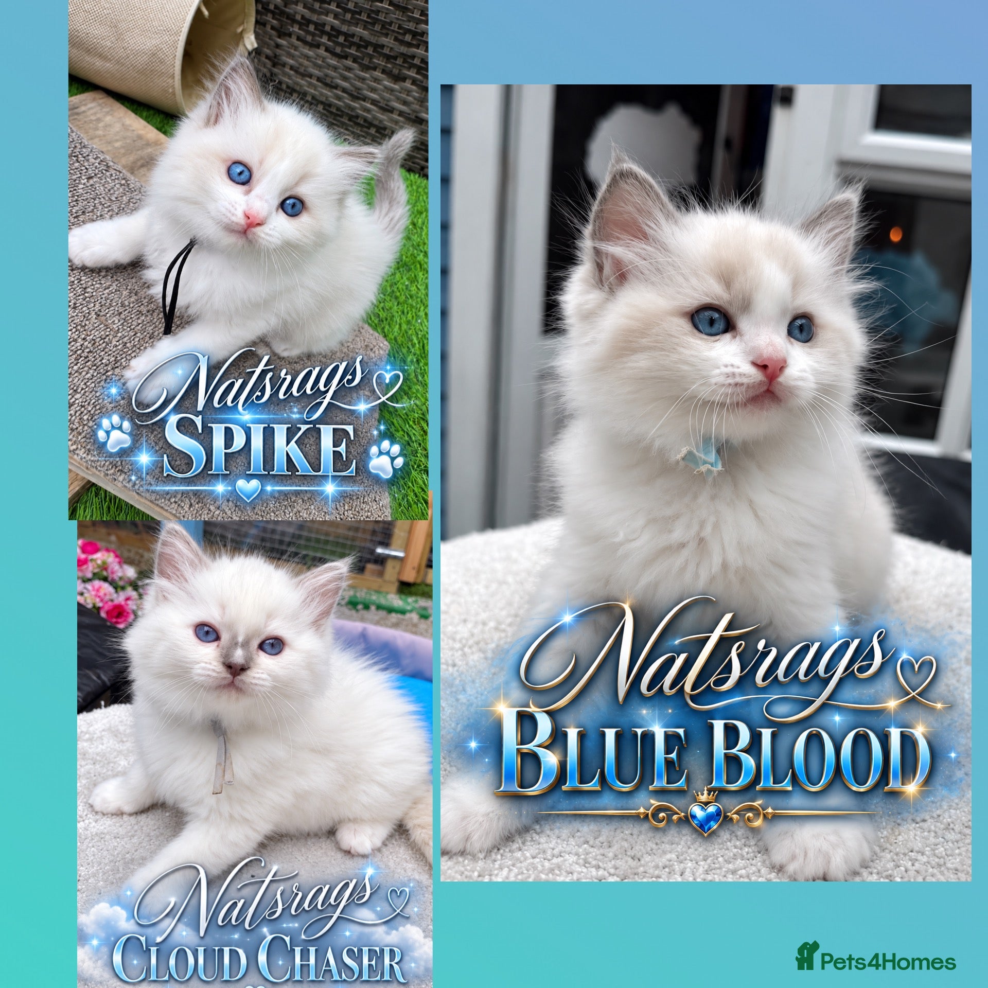 Ragdoll cats Gccf (champion) ragdoll kittens  - Advert 1