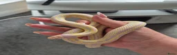 King Snake reptiles for sale: Albino California king snake - Advert 1