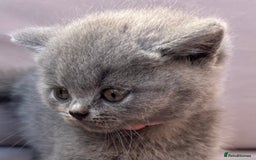 British Shorthair cats for sale: GCCF active mum and daughter blue BSH - Image 12