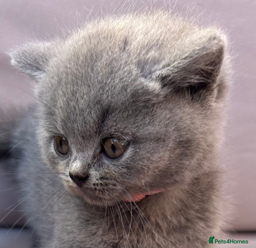 British Shorthair cats for sale: GCCF active mum and daughter blue BSH - Image 12