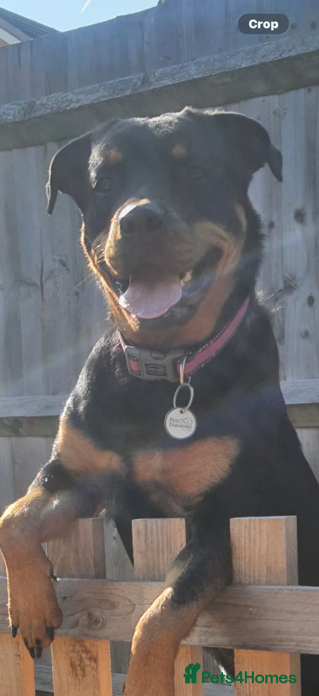 Rottweiler dogs for sale: Rottweiler puppies  - Advert 1