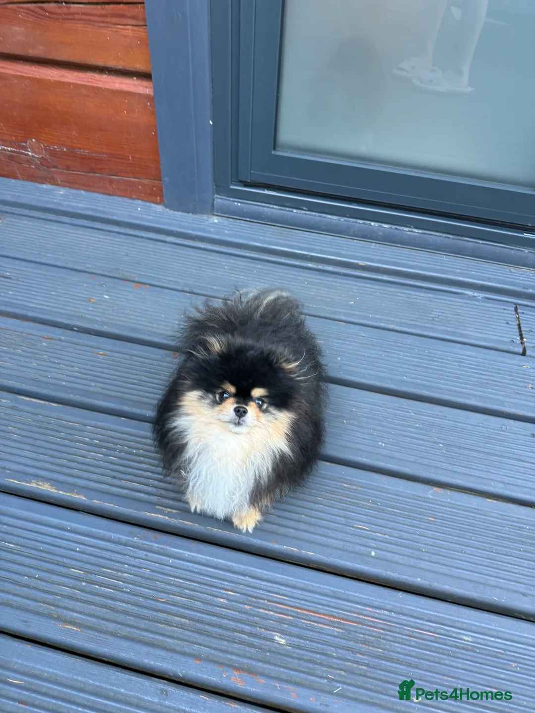 Pomeranian dogs for stud: BLACK & TAN STUD in London - Advert 5