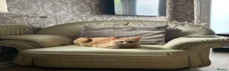 Domestic Shorthair cats for sale: Simba fully ginger cat  in Bury - Advert 5