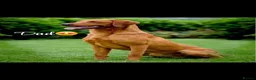 Labrador Retriever dogs for sale: 7 Fox Red Labrador Puppies🐶 - Advert 11