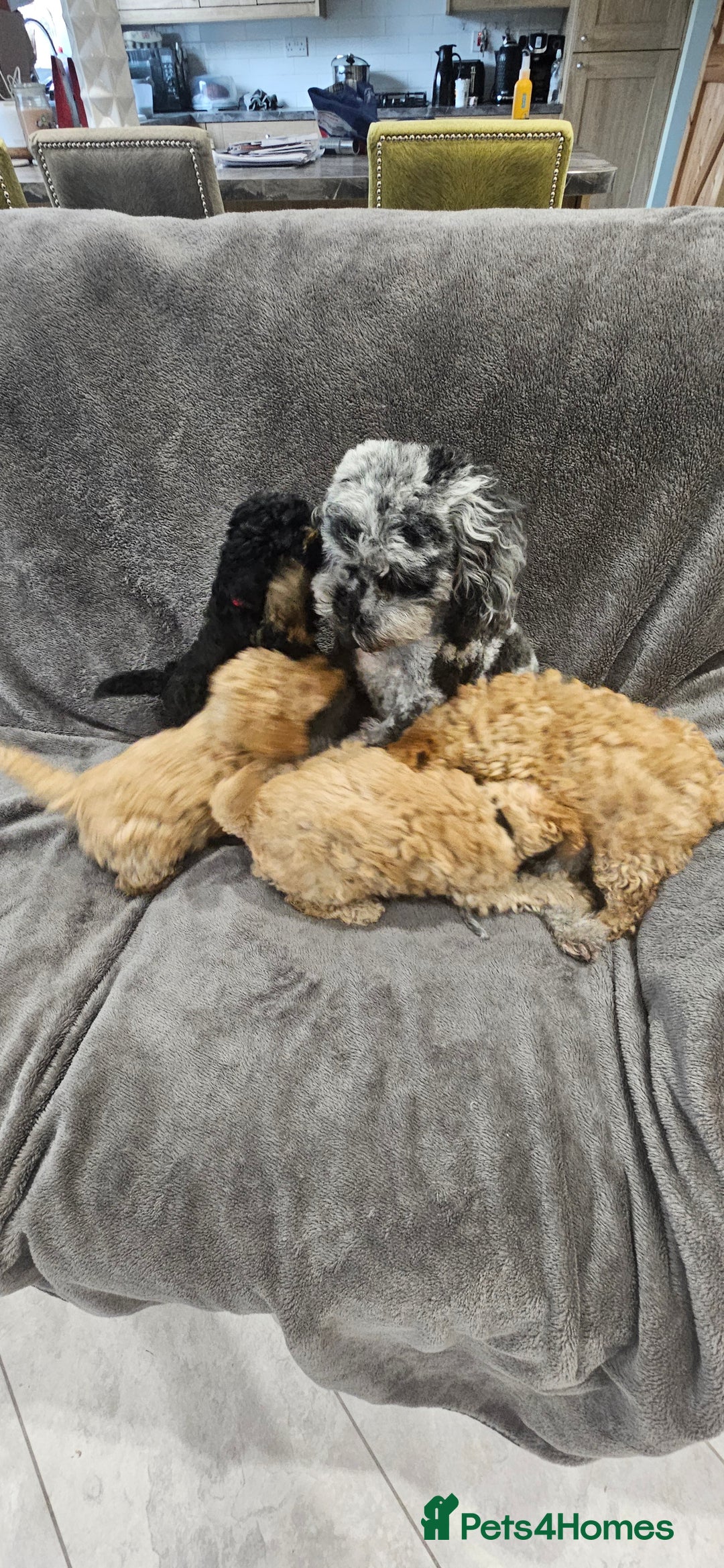 Toy Poodle dogs for sale: Beautiful Toy Poodle Puppies - Advert 26