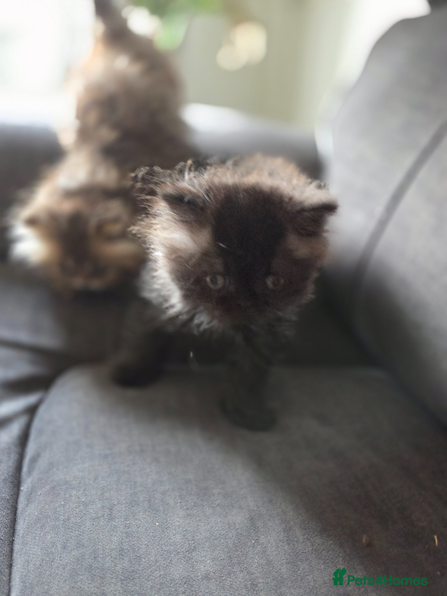 Persian cats for sale: Two Beautiful Persian male kittens  - Advert 2