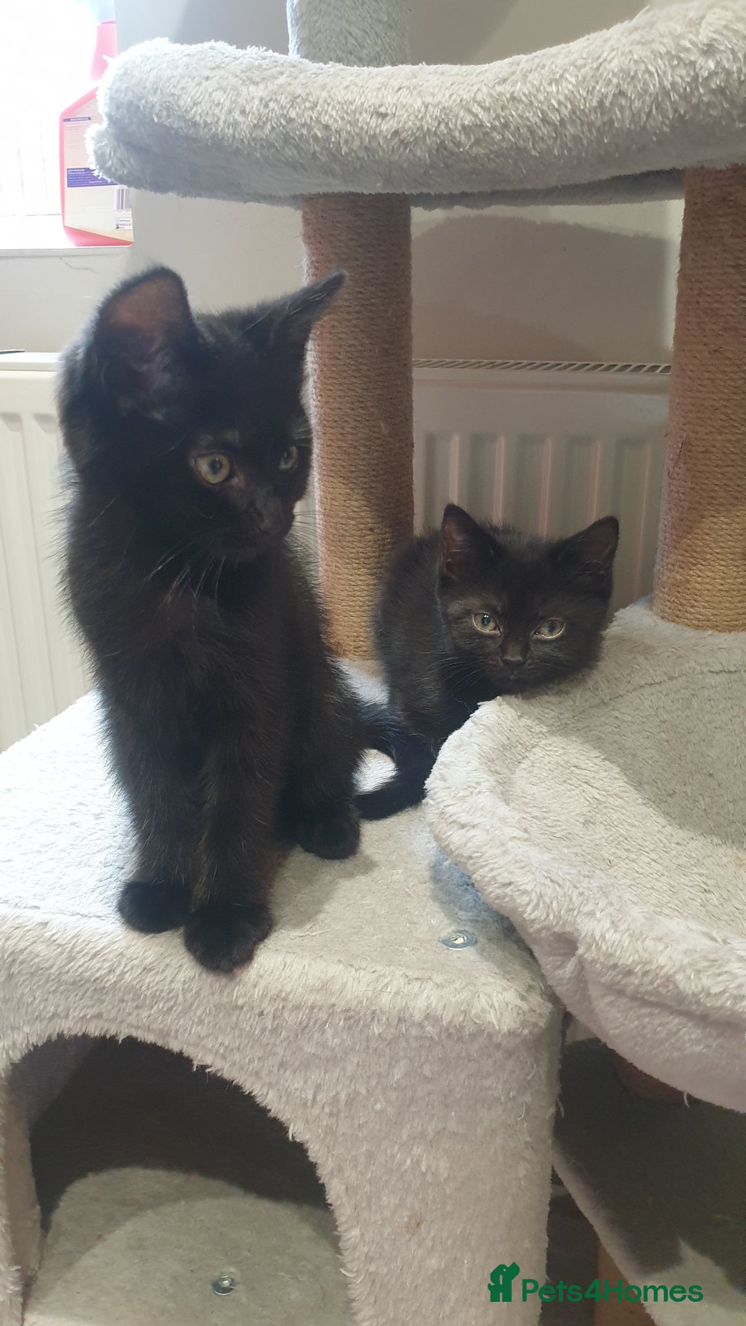 Mixed Breed cats for sale: 2 female kittens to go together - Image 4