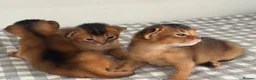 Abyssinian cats for sale: Pure breed Abyssinian kitten GCCF registered  - Advert 10