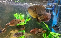 Cichlids fish for sale: Beautiful Oscar & Red Terror Cichlids 8-9inches - Image 4