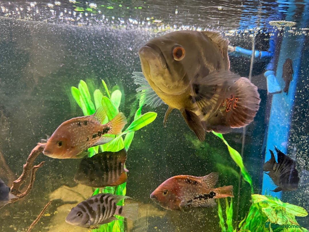Cichlids fish for sale: Beautiful Oscar & Red Terror Cichlids 8-9inches - Image 4