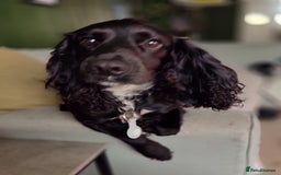 Cocker Spaniel dogs for stud: KC registered Cocker Spaniel Striker for stud - Image 4