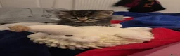 Mixed Breed cats for sale: Extremely Affectionate Bengal Mix Girl 🩷 - Advert 7