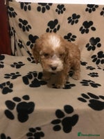 Cockapoo dogs F1 cockerpoo - Advert 5