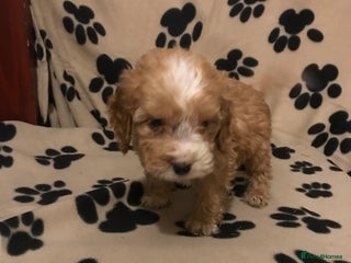 Cockapoo dogs F1 cockerpoo - Advert 9