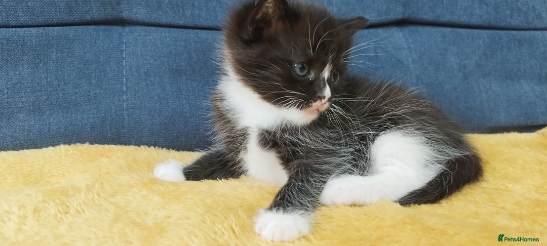 Ragdoll cats for sale: Half Ragdoll - one boy and four girls - Image 23