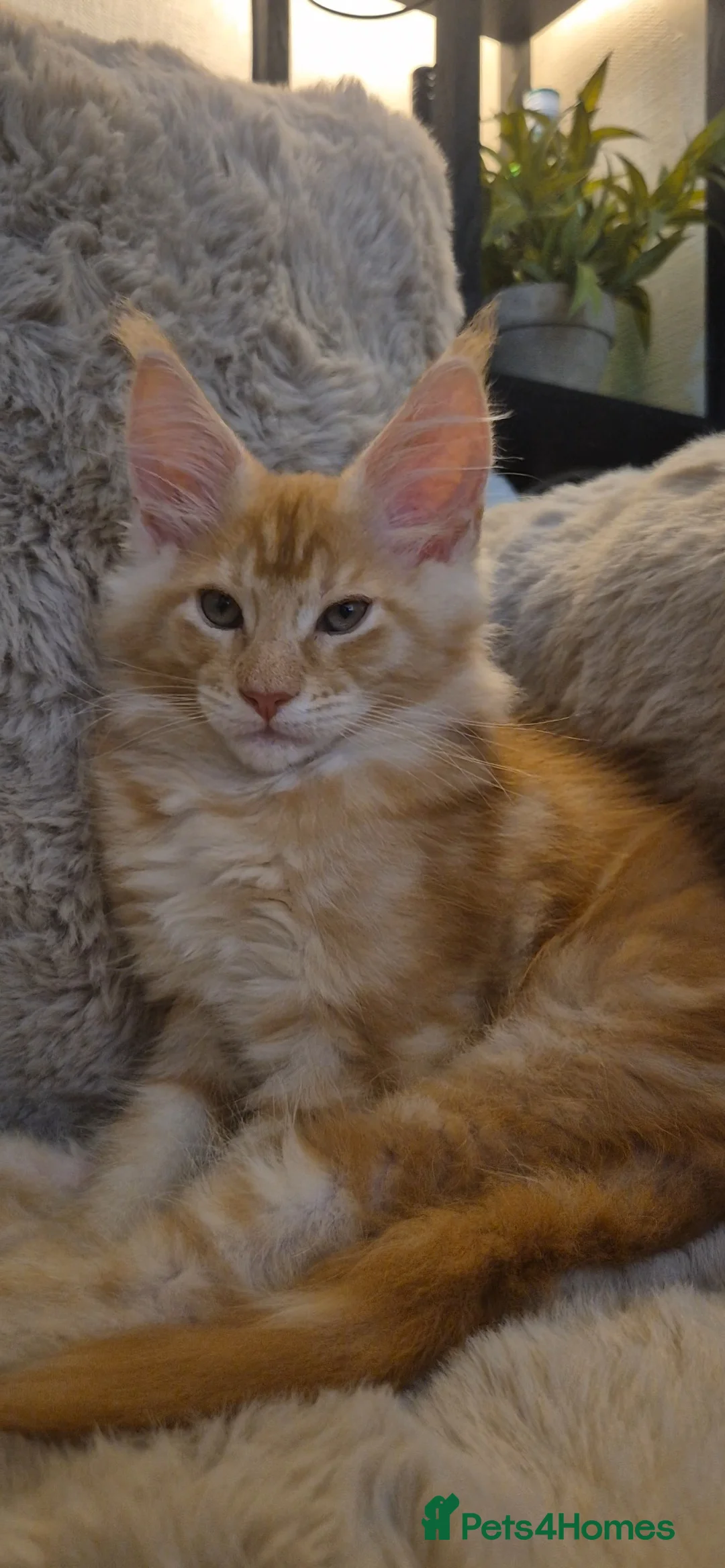 Maine Coon cats for sale: Beautiful Maine Coon boys . - Advert 9
