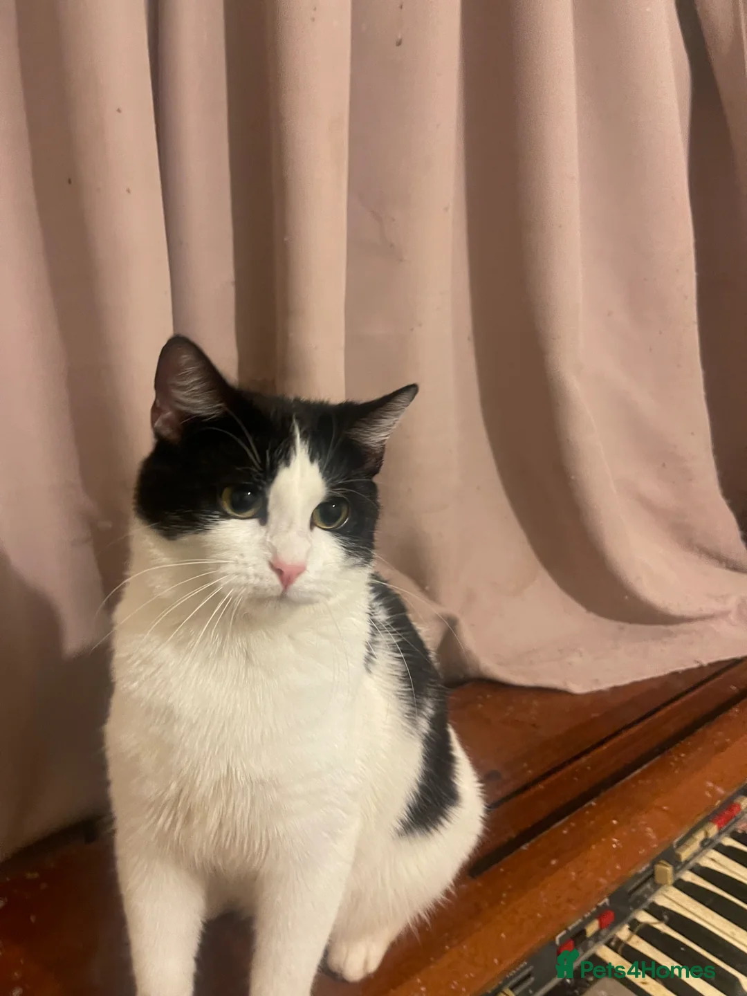 Mixed Breed cats for sale: Kitten looking for there forever home  - Advert 18