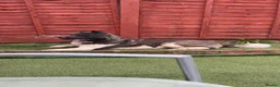Akita dogs for sale: American akita for sale  in London - Advert 3