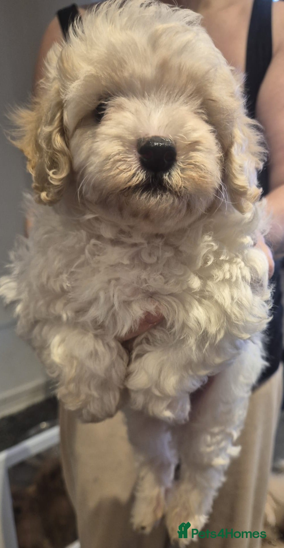 Mixed Breed dogs OFFERS CONSIDERED! Stunning Cavapoochon puppies - Advert 7