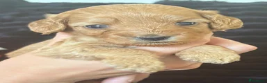 Cockapoo 1