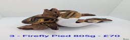 Python Snake reptiles for sale: Mixed morph ball pythons - Advert 3