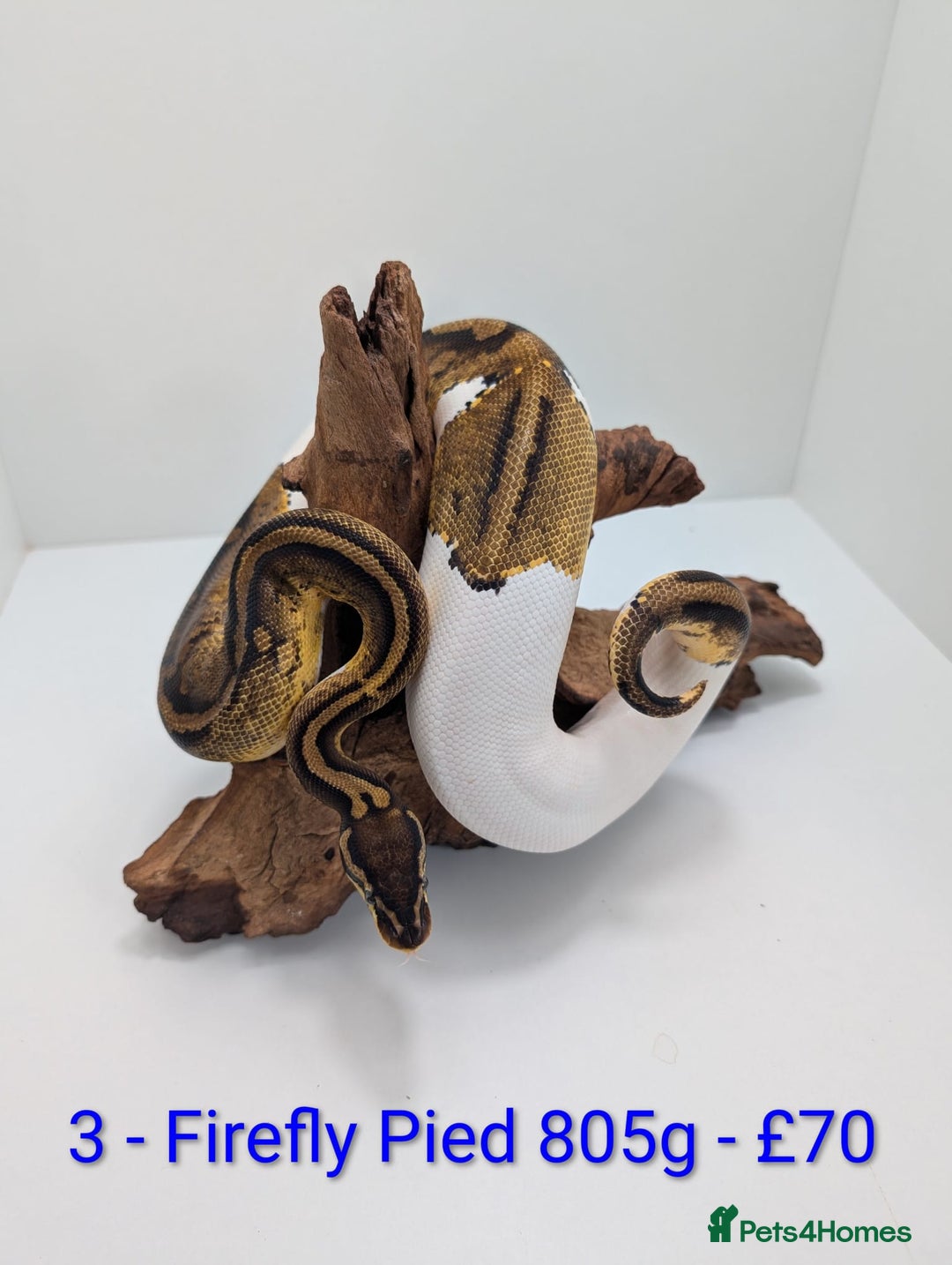 Python Snake reptiles for sale: Mixed morph ball pythons - Advert 3