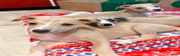 Whippet dogs for sale: Whippet puppies - Advert 2