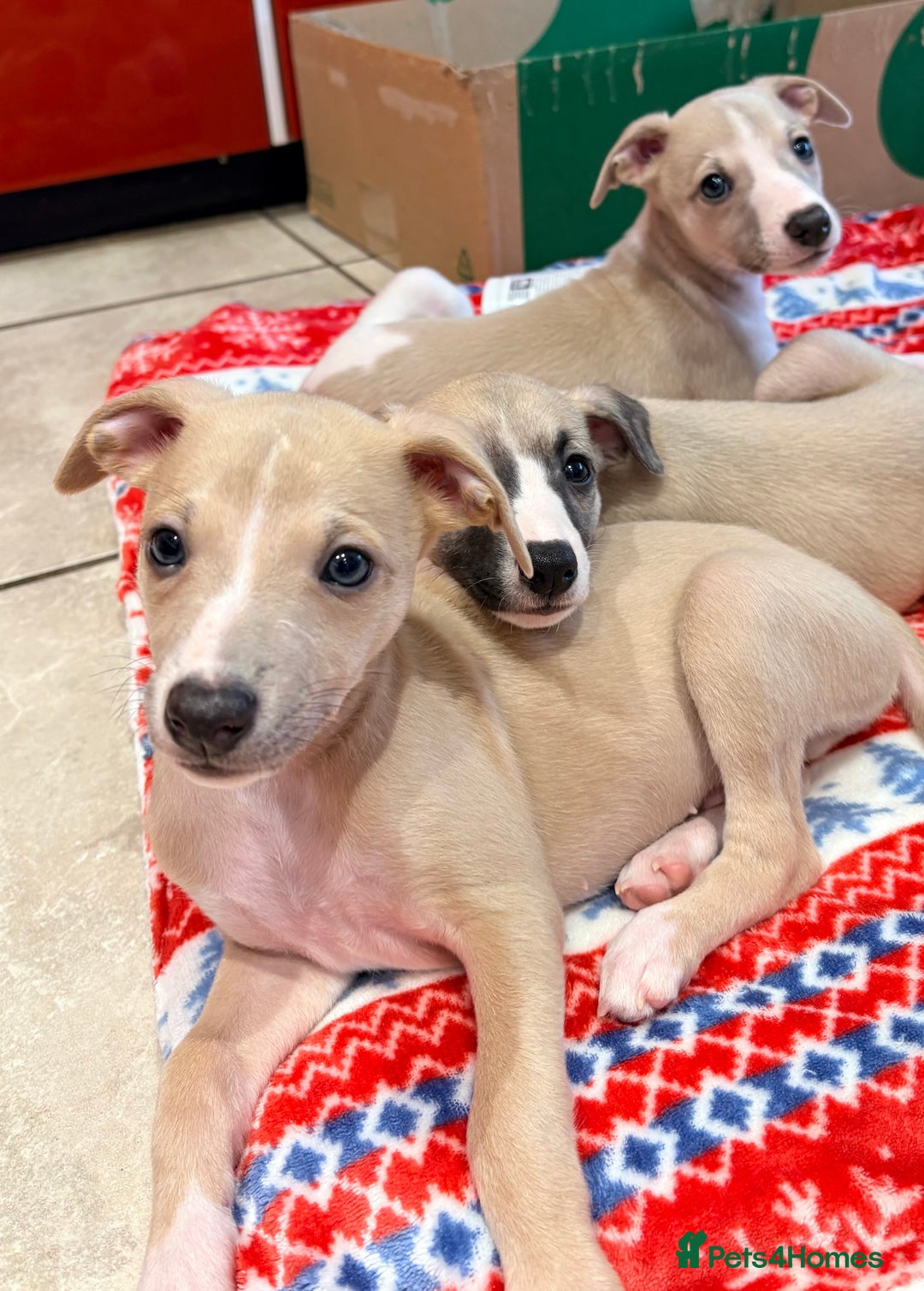 Whippet dogs for sale: Whippet puppies - Advert 2