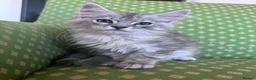 Maine Coon cats for sale: Maine coon active females  - Advert 1