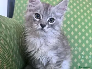 Maine Coon cats Maine coon active females - Advert 2
