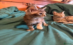 Mixed Breed cats for sale: 5 beautiful European short hair calico tabby’s  - Image 12