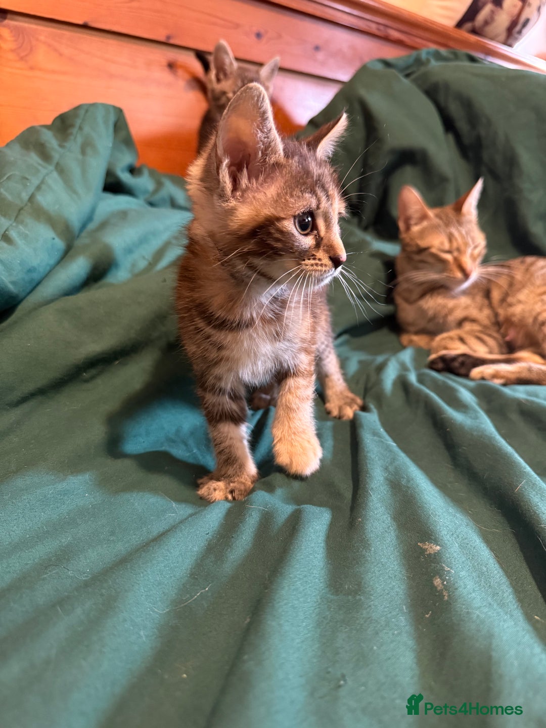 Mixed Breed cats for sale: 5 beautiful European short hair calico tabby’s  - Image 12