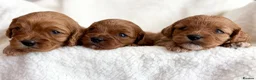 Cavapoo dogs for sale: Adorable miniature F1 red Cavapoo puppies  - Advert 6