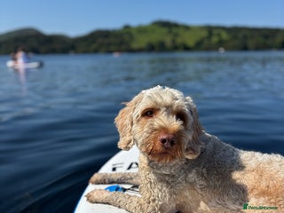 Cockapoo dogs - Advert 7