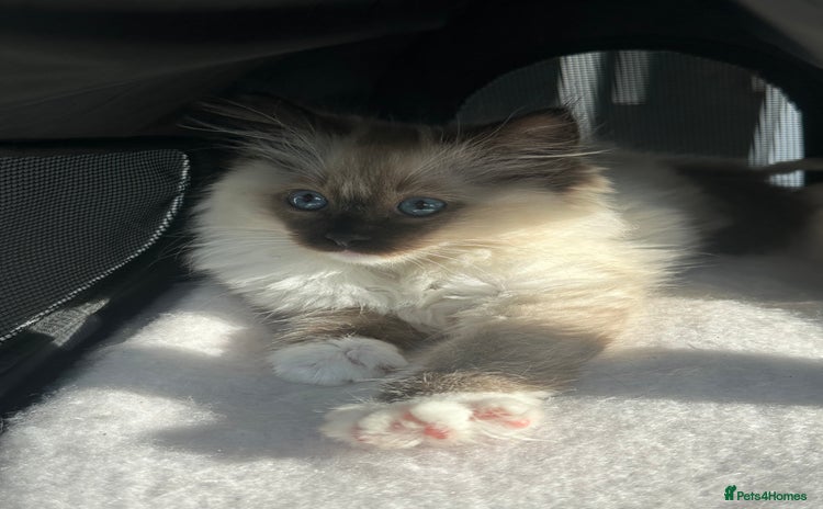 Ragdoll cats - Advert 15