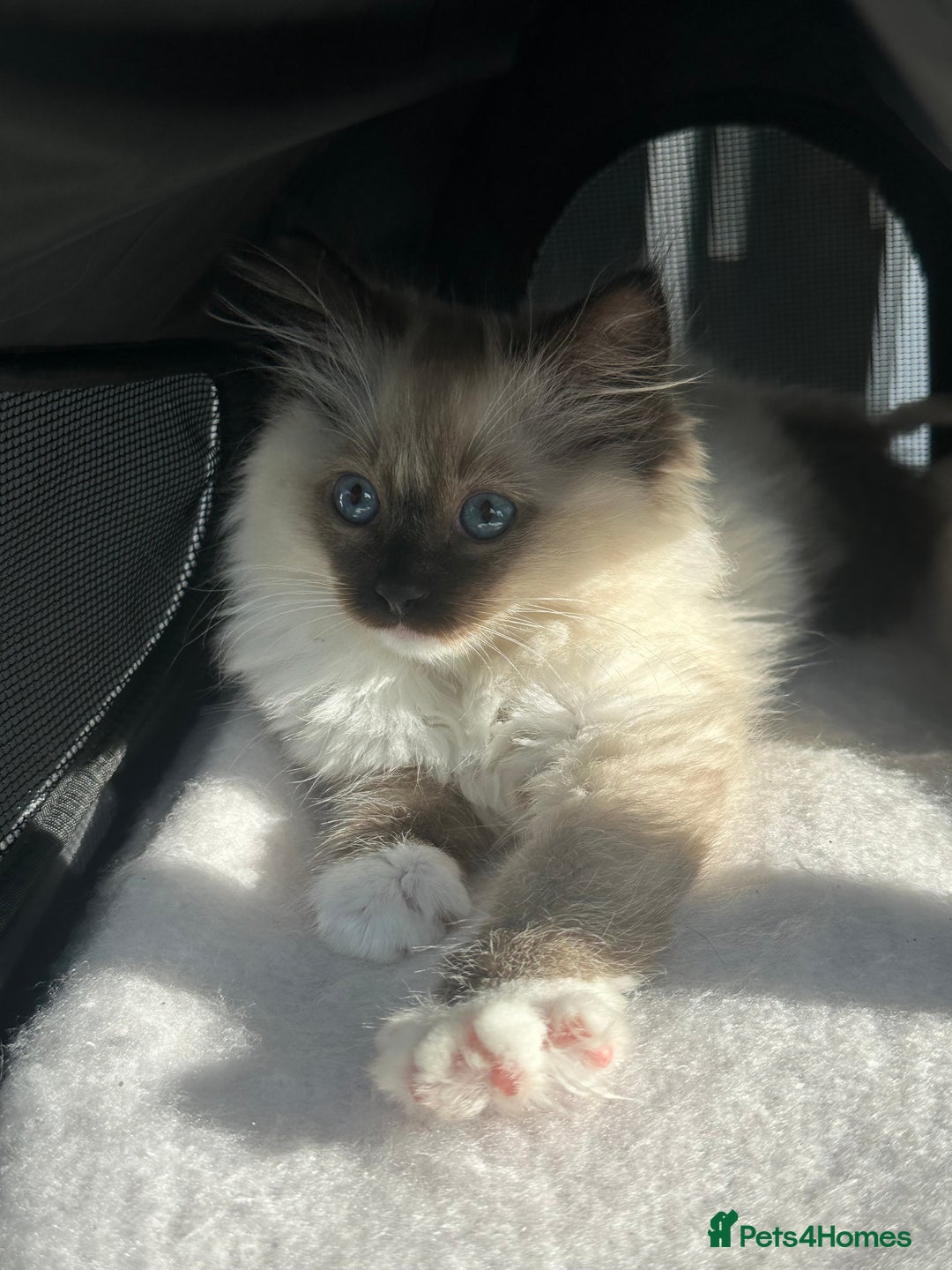 Ragdoll cats for sale: Lovely kitten ready for her forever home 🩷 - Image 1