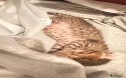 Savannah cats for sale: Stunning F3 Savannahs - Image 1