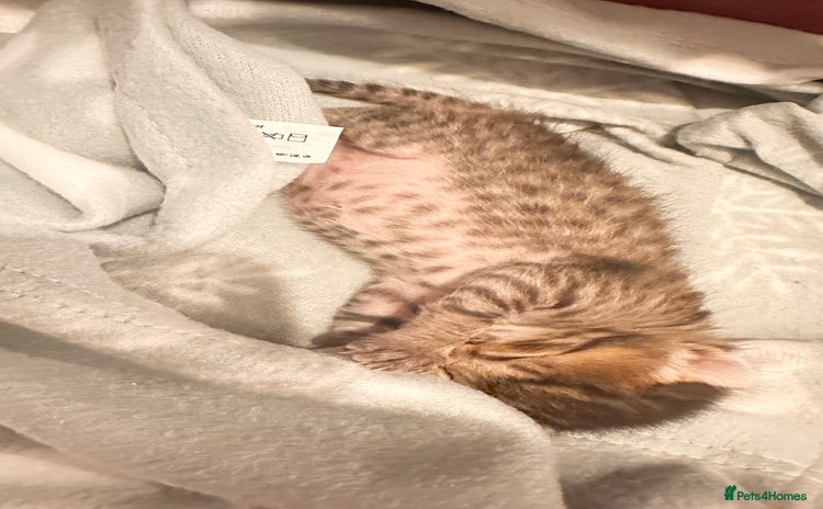 Savannah cats - Advert 3