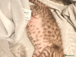 Savannah cats Stunning F3 Savannahs - Advert 5