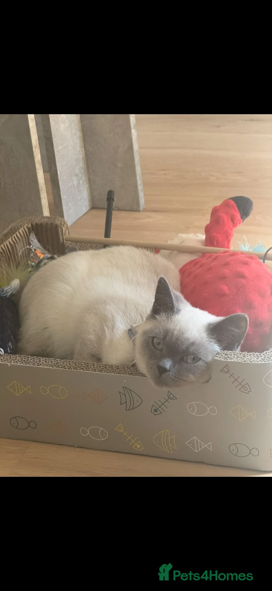 British Shorthair cats for sale: Male colourpoint British short hair  - Advert 4