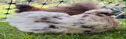 Chickens poultry for sale: Feather and crest hobby poultry! 🐥  - Advert 5