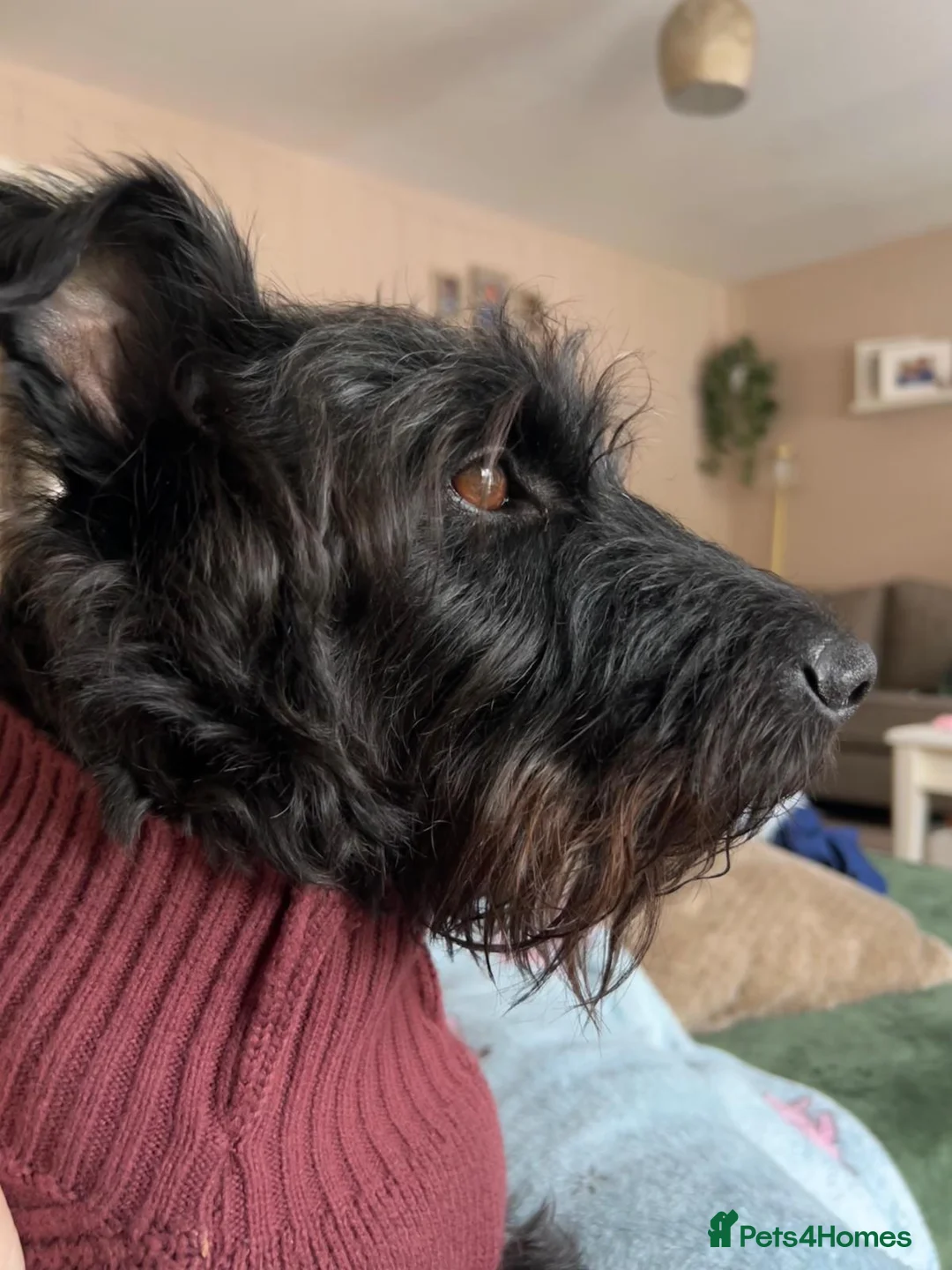 Mixed Breed dogs for adoption: LOVELY ALFIE SEEKS THE QUIET LIFE - Advert 1