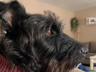 Mixed Breed dogs LOVELY ALFIE SEEKS THE QUIET LIFE - Advert 1