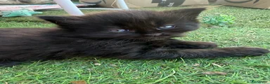 All black Fluffy Girl ‘Pink’