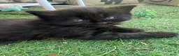 Mixed Breed cats for sale: One boy and one girl left - Longhaired, Kittens - Advert 22