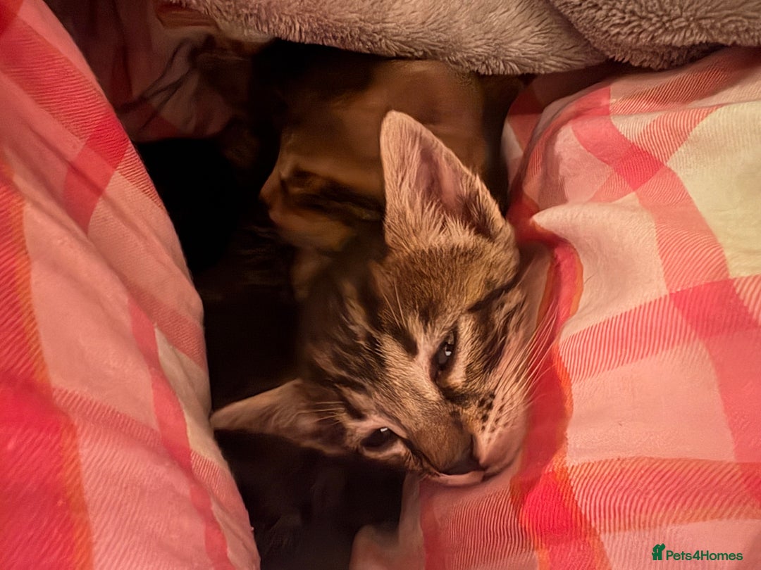 Bengal cats for sale: bengal kittens  - Advert 17