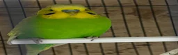 Budgerigars birds for sale: Pair of budgies  - Advert 4
