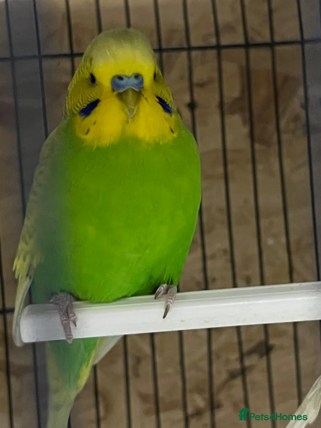 Budgerigars birds for sale: Pair of budgies  - Advert 4