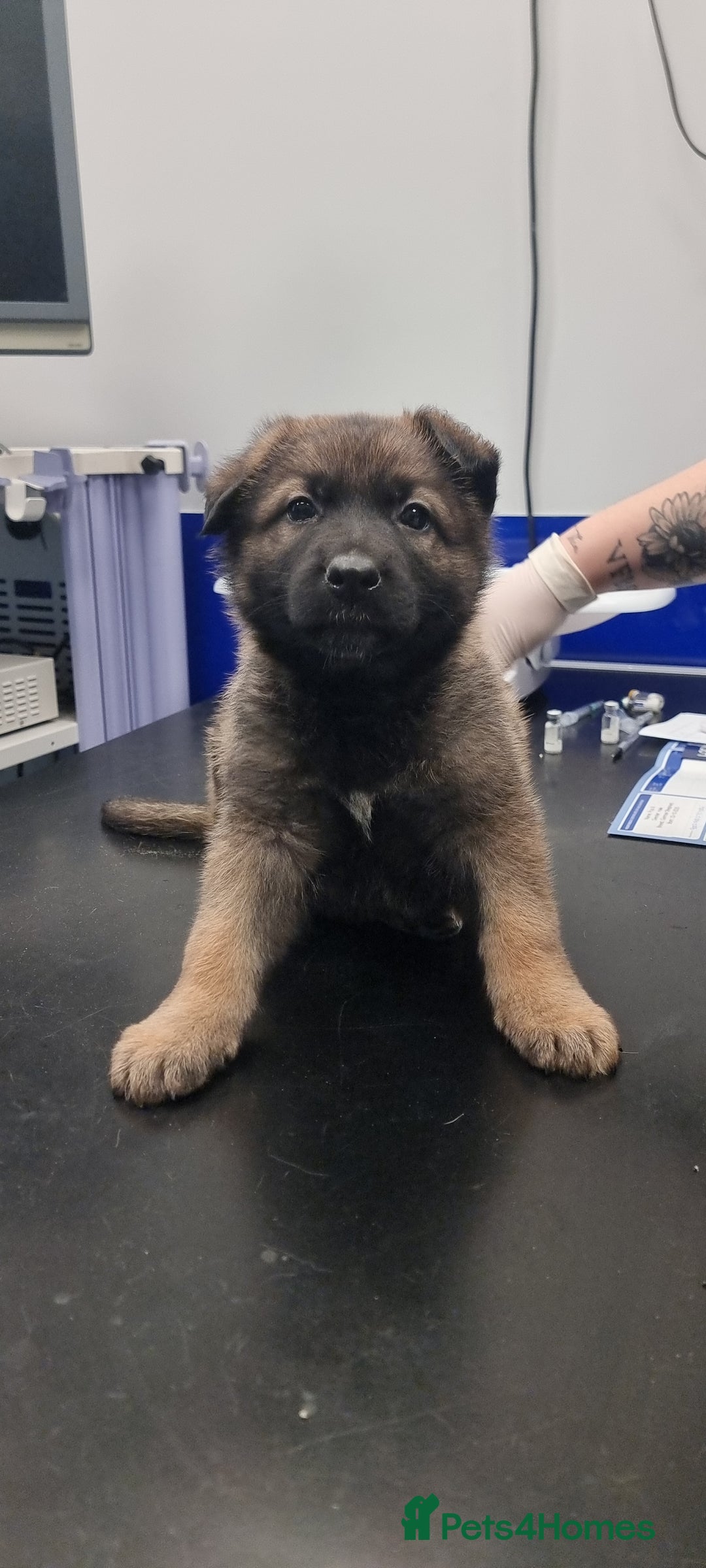 German Shepherd dogs for sale: German Shepherd Puppies - Advert 6