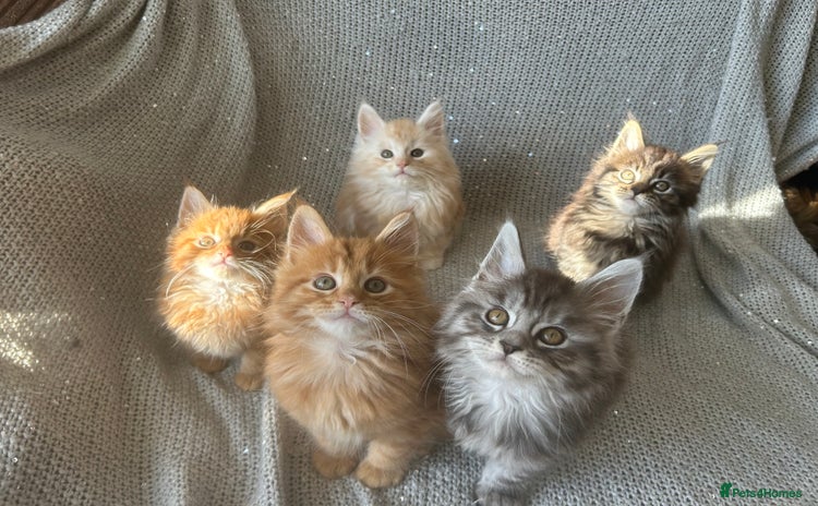 Maine Coon cats - Advert 10